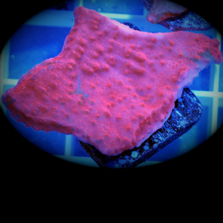 Montipora grafted rot gr&uuml;ne SPS Koralle