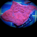 Montipora grafted rot gr&uuml;ne SPS Koralle