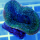 Lobophyllia ultra