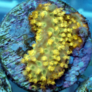 Stylocoeniella gold-orange rar