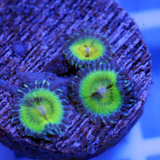 Zoanthus Butt Munchers / Pacman
