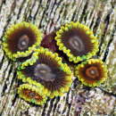 Zoanthus Mind Trick