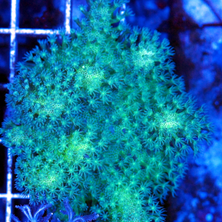 Lobophytum gr&uuml;n Fingerlederkoralle