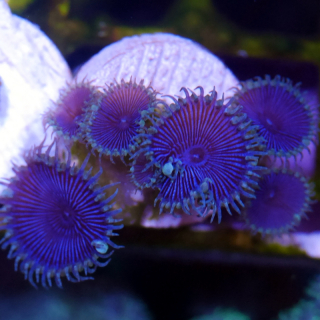 Palythoa Purple Death