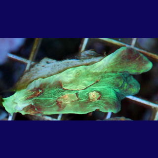 Pectinia ultra orange Eye