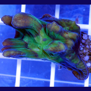 Pectinia ultra orange Eye