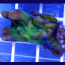 Pectinia ultra orange Eye