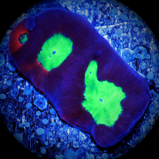 Favia - gelbgr&uuml;ne rote Hirnkoralle