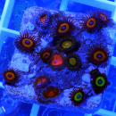 Zoanthus Garden Mix (Pumpkin, Bloodsuckers, Tutti)