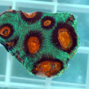 Favia Christmas gr&uuml;n-rote Hirnkoralle