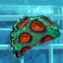 Favia Christmas gr&uuml;n-rote Hirnkoralle