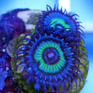 Palythoa Mindblowing