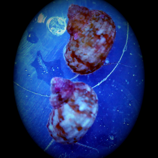 Geh&auml;use Schnecke Meerwasser