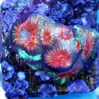 Favia - Gr&uuml;n-rote Hirnkoralle