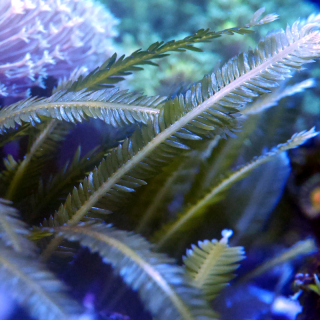 Caulerpa - Kriechsprossalge