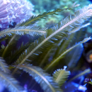 Caulerpa - Kriechsprossalge