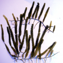 Caulerpa - Kriechsprossalge