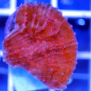 Echinophyllia ultra red