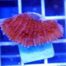 Echinophyllia ultra red