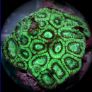 Favites Toxic Green