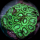 Favites Toxic Green