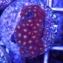 Goniopora Ultra Magerittenkoralle flash rot gelbgr&uuml;n