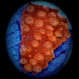 Cyphastrea orange flame