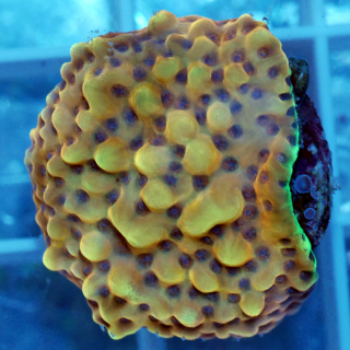 Montipora danae