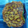 Montipora danae