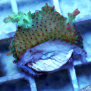 Acropora microclados Strawberry Shortcake