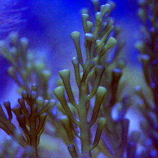 Caulerpa racemosa. - Gr&uuml;nalge - Kriechsprossalge
