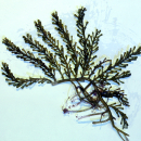 Caulerpa racemosa. - Gr&uuml;nalge - Kriechsprossalge