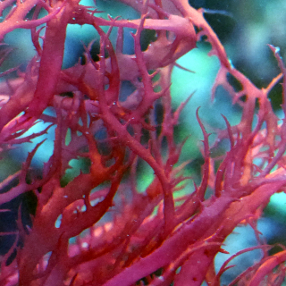 Halymenia Rotalge
