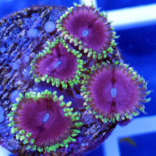 Zoanthus Fake Chilli Rosa Krustenanemone