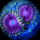 Zoanthus Fake Chilli