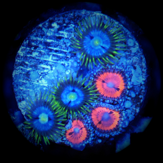 Zoanthus Bloodsuckers und blau-neongr&uuml;n Mix