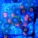 Zoanthus Bloodsuckers, Pumpkin Seeds und...