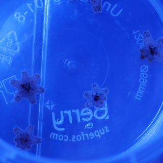 G&auml;nsefu&szlig;seesterne - Mini Seesterne grau