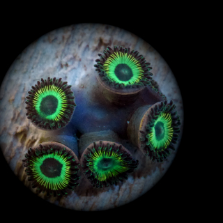 Zoanthus Brazilian Flag - gr&uuml;ne Krustenanemone