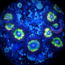 Zoanthus Brazilian Flag - gr&uuml;ne Krustenanemone