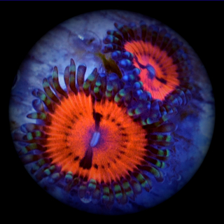 Zoanthus Bloodsuckers - rote Krustenanemone - Zoa