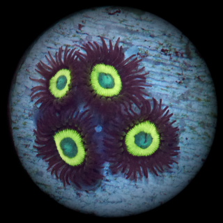 Zoanthus Lemon Drops - braun gelbe Krustenanemone