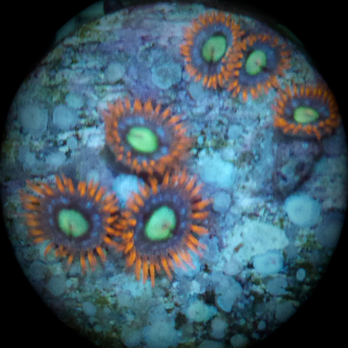 Zoanthus Fire and Ice - blaue rote Krustenanemone