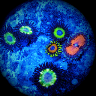 Zoanthus Mix Brazilian Flag - Bloodsuckers - Jungle Juice - Lemon