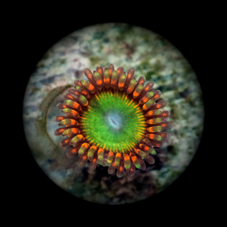 Zoanthus Candy Apple Red