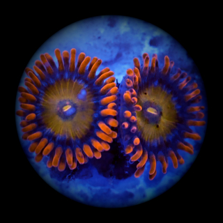 Zoanthus Blondies orange - Zoa - Krustenanemone ultra