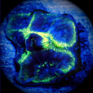 Favia Black Hole - Neongr&uuml;ne Hirnkoralle WYSIWYG