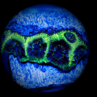 Favia Black Hole - Neongr&uuml;ne Hirnkoralle WYSIWYG