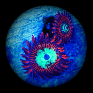 Zoanthus Magician - rote Krustenanemone