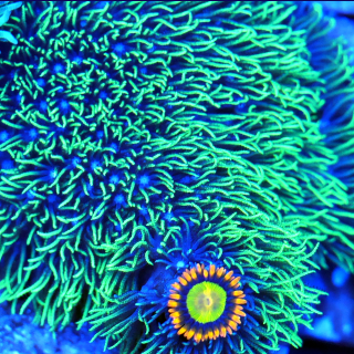 Zoanthus Mandarin und Affenhaar